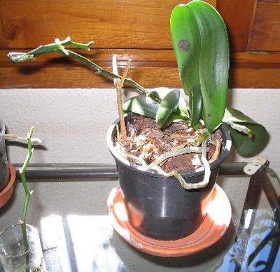 phal%7E1.jpg