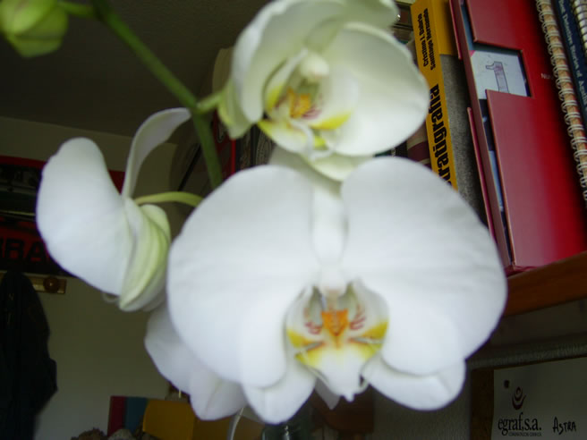 Phal Blanca.jpg