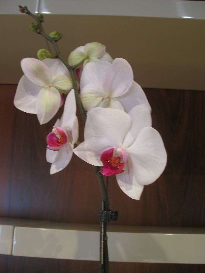 phal flor.jpg