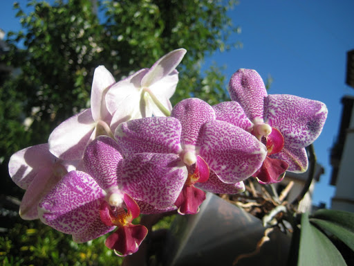 Phal.JPG