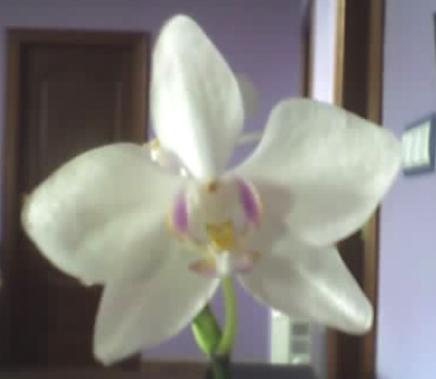 phal.jpg