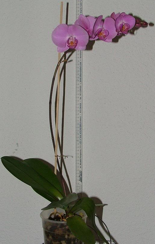 Phal.jpg