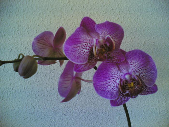 Phal.jpg