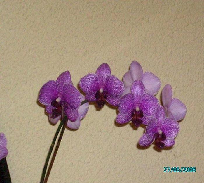 Phal Moteada con flor1.JPG