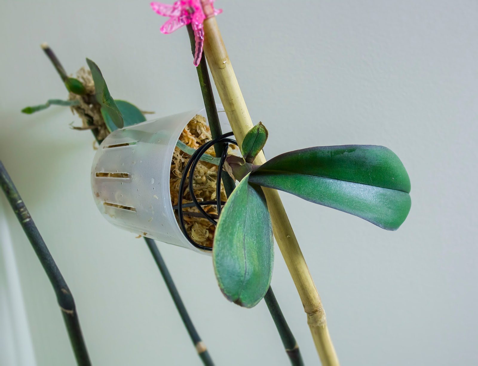 phal+noid+keiki+2.jpg