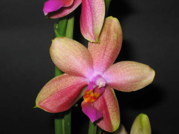 phal.olorosa4.jpg