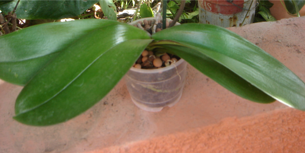 phal.png