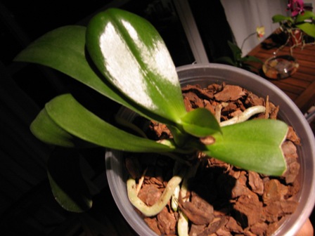 Phal quemada2.JPG