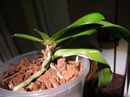 Phal quemada3.JPG