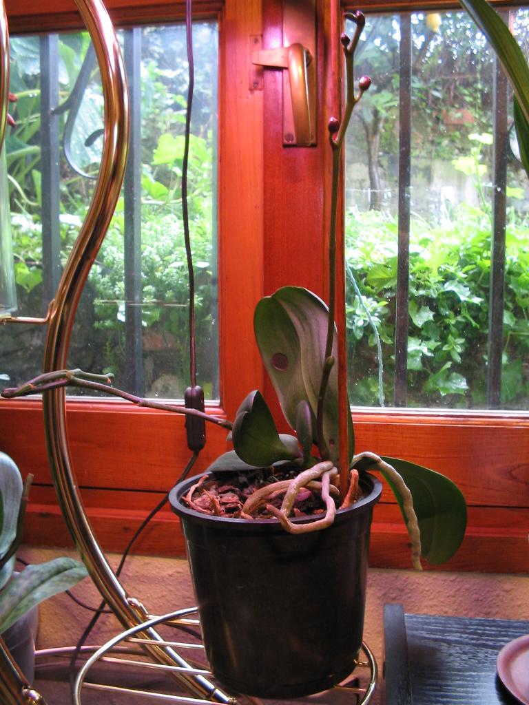phal-superviviente3.jpg