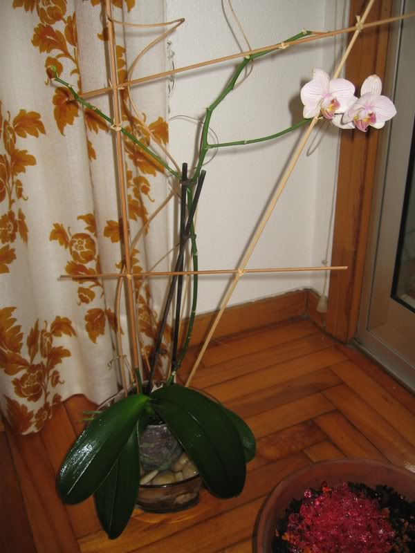 Phal006.jpg