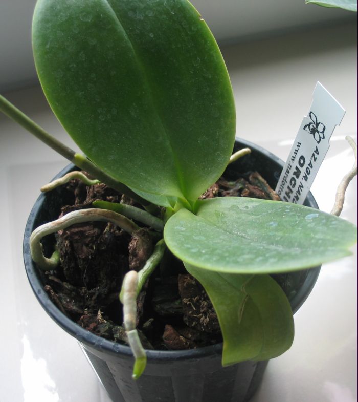phal0101.jpg