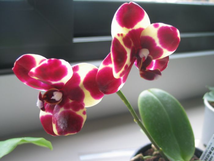 phal0102.jpg