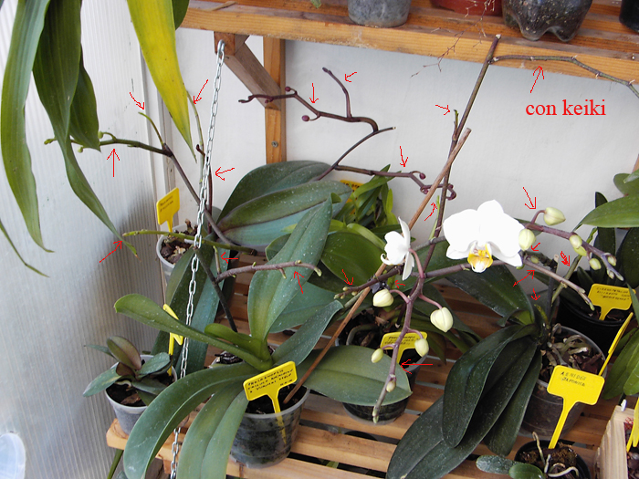 phal1.jpg