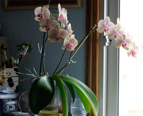 phal1_140406.jpg