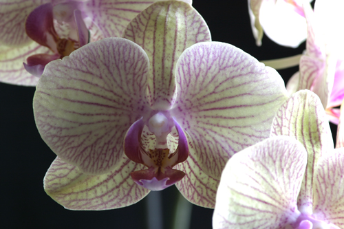 phal2_140406.jpg