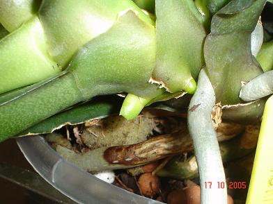 phal8.JPG