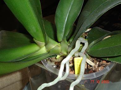 phal9.JPG