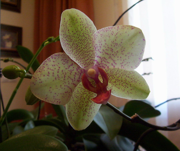 phal_2008_.jpg