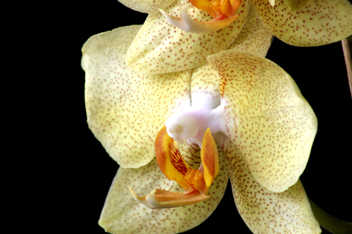 phal_amarrila1_140406.jpg