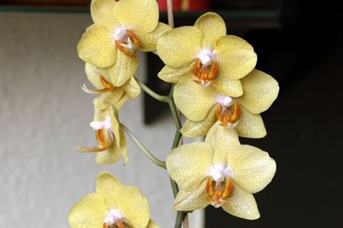 phal_amarrila2_140406.jpg