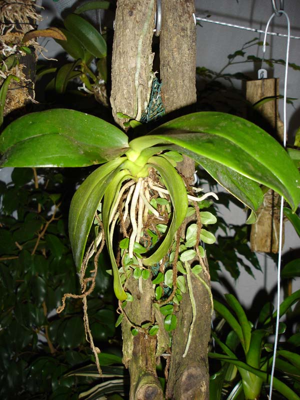 phal_en_tronco.jpg