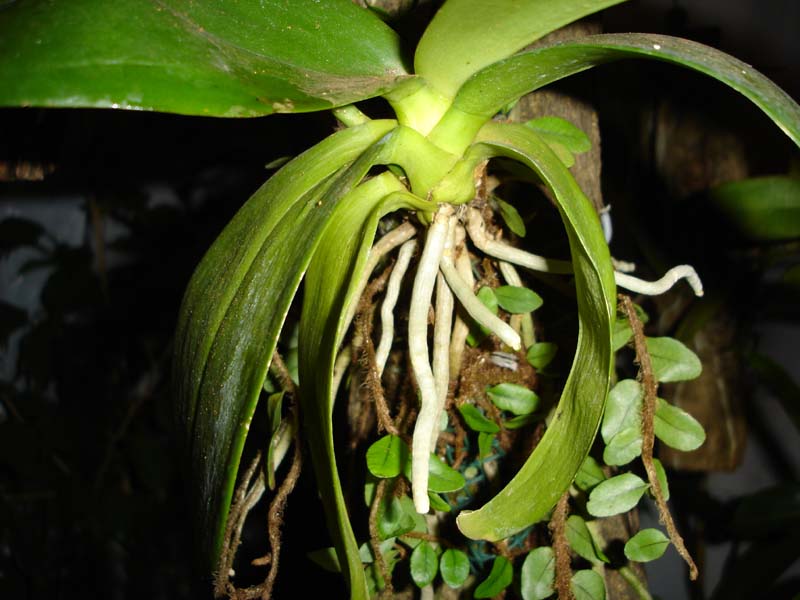 phal_en_tronco_corona.jpg