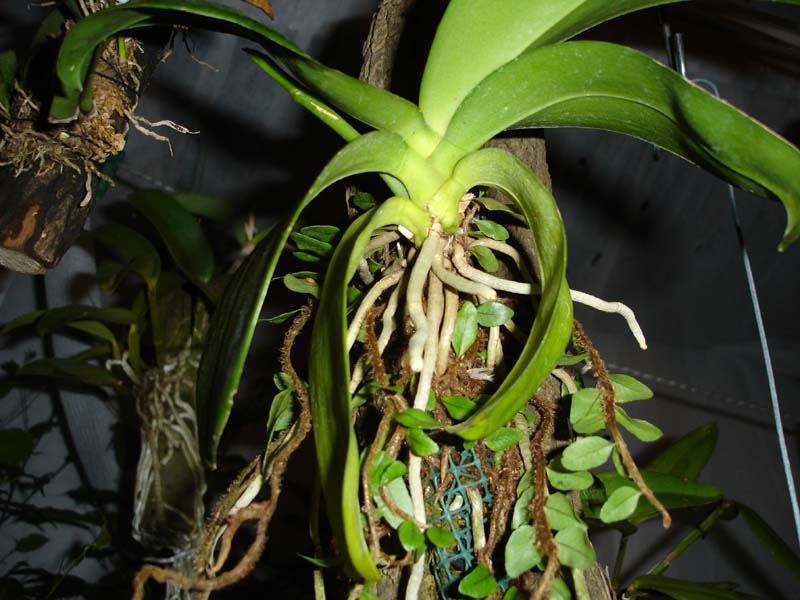 phal_en_tronco_corona1.jpg