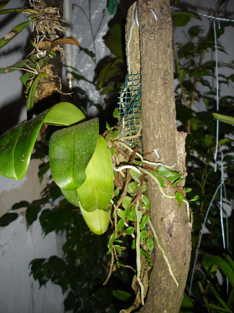 phal_en_tronco_perfil.jpg