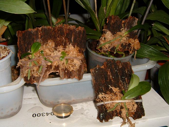 phal_especies.JPG