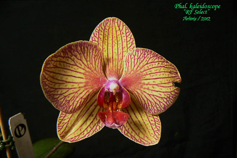 phal_kaleidoscope_01.jpg