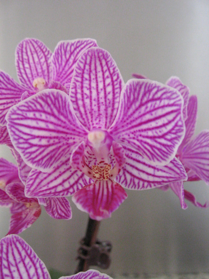 phal_mini_flor.JPG