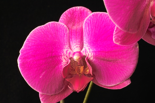 phal_morada1_140406.jpg