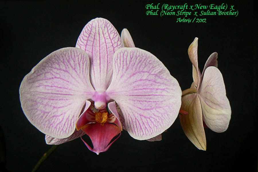 phal_raycraft_01.jpg