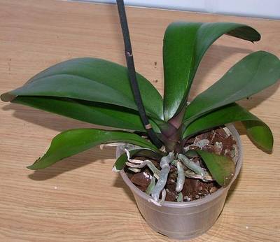 phal_sin_flor_detalle_raices_y_hojas.JPG