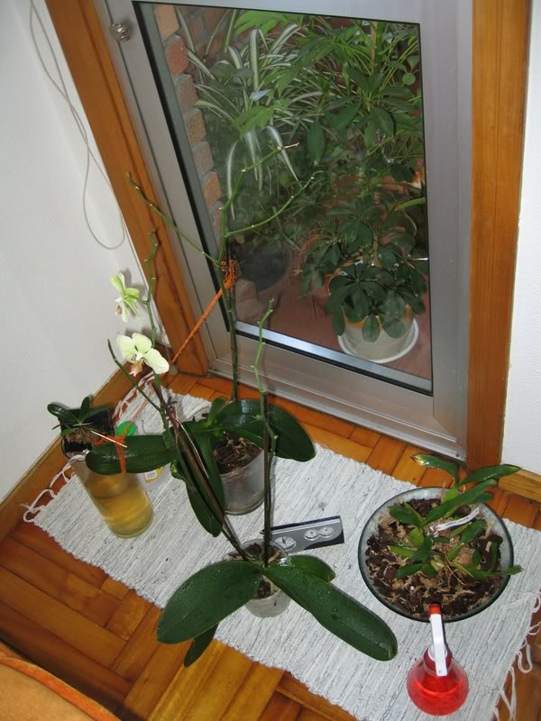 Phal_verde001.jpg