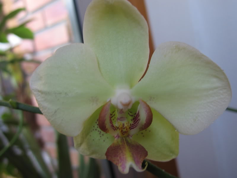 Phal_verde003.jpg