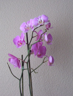 phalaenopsis-01.JPG