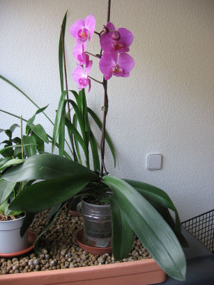 phalaenopsis-03%7E0.JPG