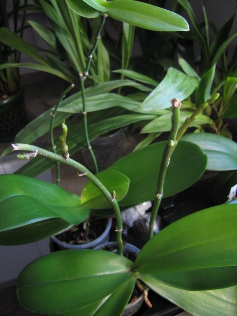 phalaenopsis%203%20brotes.JPG
