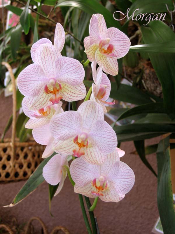 Phalaenopsis%20hibrida%2003.jpg