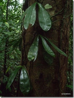 phalaenopsis%20orchid%203_thumb.jpg
