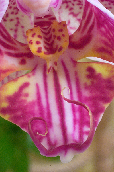 Phalaenopsis%7E1.jpg