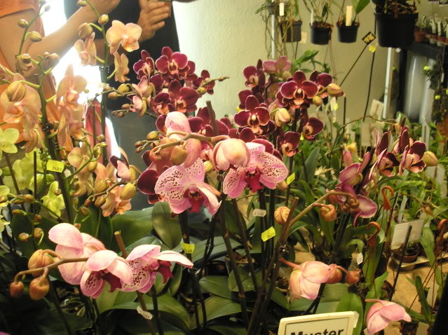 phalaenopsis.jpg