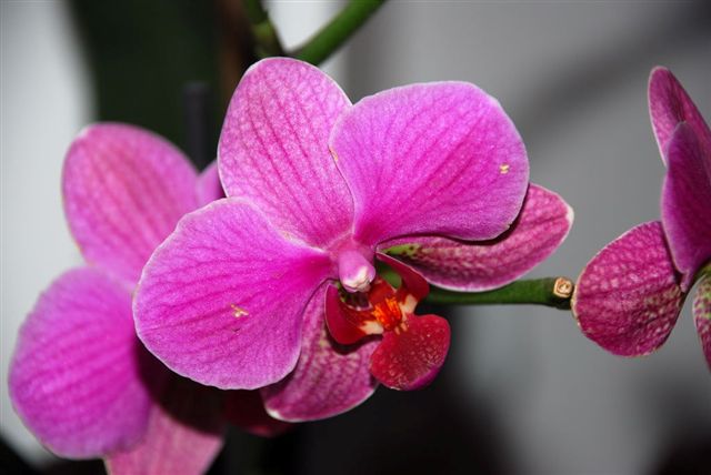 Phalaenopsis morada.jpg