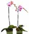 phalaenopsis-phal.jpg