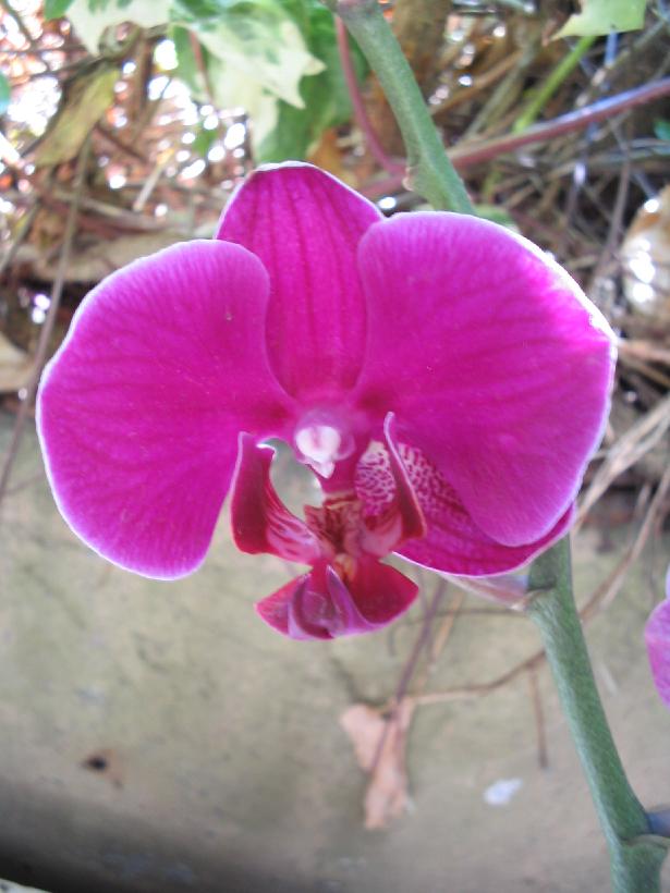Phalaenopsis1.jpg