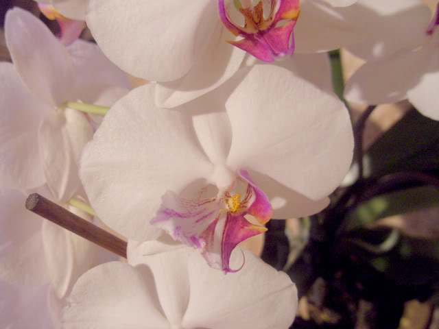 phalaenopsis1003bo.jpg