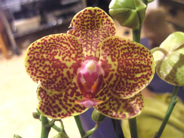 phalaenopsis1023.jpg