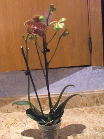 phalaenopsis1027.jpg